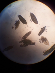 Hymenodon pilifer