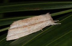 Ambadra modesta