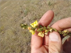 Verbascum × pterocaulon