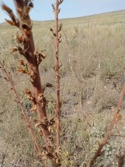 Verbascum × pterocaulon