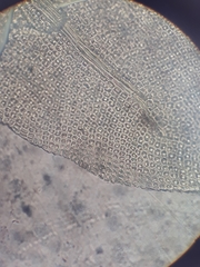 Hymenodon pilifer