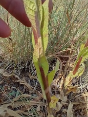 Verbascum × pterocaulon