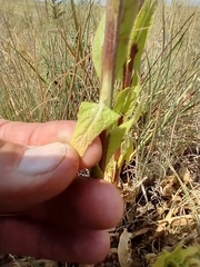 Verbascum × pterocaulon