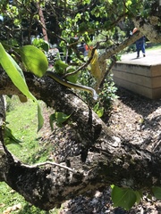 Dendrelaphis punctulatus