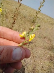 Verbascum × pterocaulon