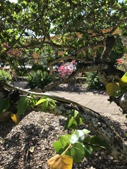 Dendrelaphis punctulatus