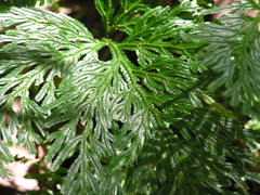 Selaginella longipinna