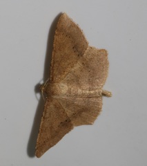 Krananda falcata