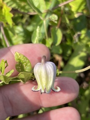Clematis pitcheri pitcheri