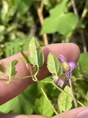 Clematis pitcheri pitcheri