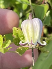 Clematis pitcheri pitcheri