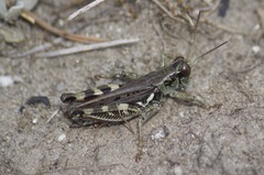 Melanoplus complanatipes