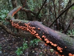 Anthracophyllum discolor