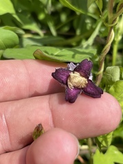 Clematis pitcheri pitcheri
