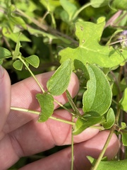 Clematis pitcheri pitcheri