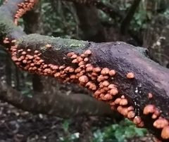 Anthracophyllum discolor