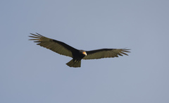 Cathartes burrovianus