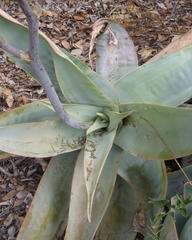 Aloe striata