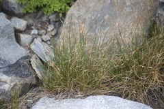Carex filifolia
