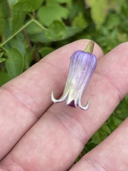 Clematis pitcheri pitcheri