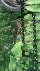 Neoconocephalus triops