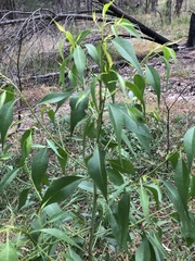 Codonocarpus attenuatus