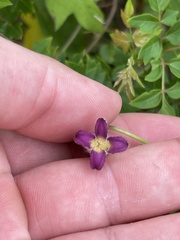 Clematis pitcheri pitcheri