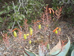 Aloe striata