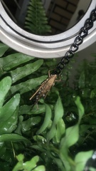 Neoconocephalus triops