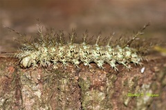 Dirphia muscosa