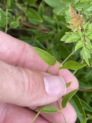 Clematis pitcheri pitcheri
