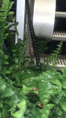 Neoconocephalus triops