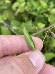 Clematis pitcheri pitcheri