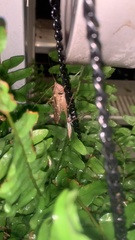 Neoconocephalus triops