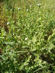Klasea cerinthifolia