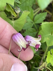Clematis pitcheri pitcheri