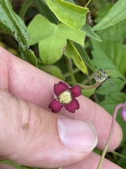 Clematis pitcheri pitcheri
