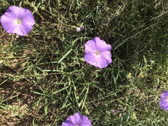 Ipomoea ternifolia