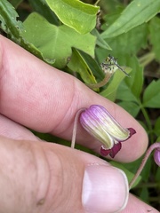 Clematis pitcheri pitcheri
