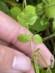 Clematis pitcheri pitcheri