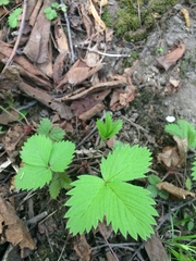 Fragaria vesca americana