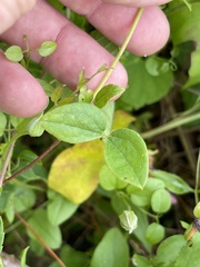 Clematis pitcheri pitcheri