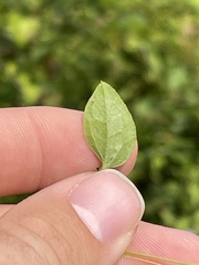 Clematis pitcheri pitcheri