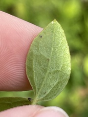 Clematis pitcheri pitcheri