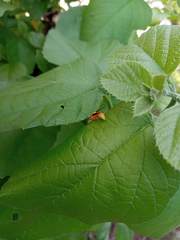 Parachartergus colobopterus