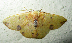 Celidomphax rubrimaculata