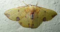 Celidomphax rubrimaculata