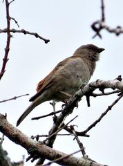 Passer diffusus stygiceps
