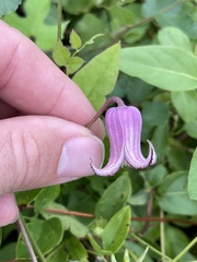 Clematis pitcheri pitcheri