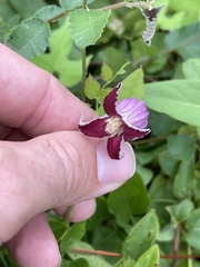 Clematis pitcheri pitcheri
